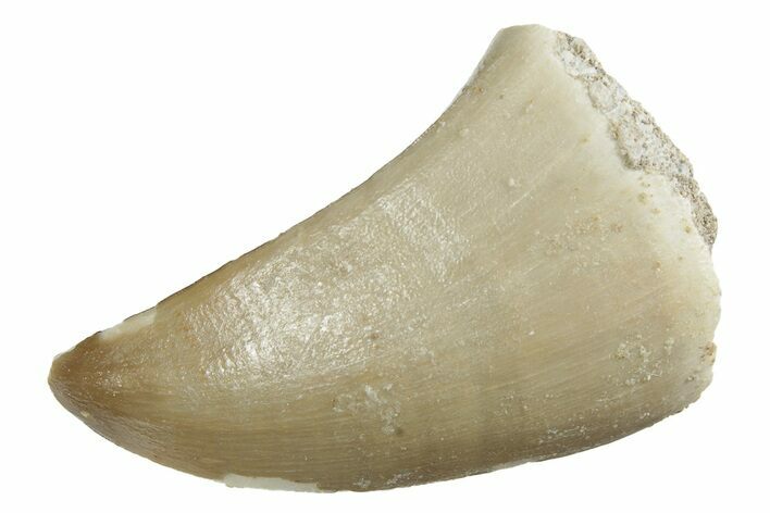 Fossil Mosasaur (Prognathodon) Tooth - Morocco #237116
